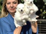 Muhteşem Samoyed yavrularımız