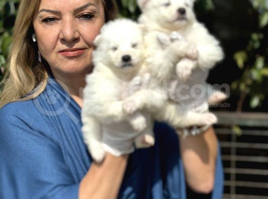 Muhteşem Samoyed yavrularımız