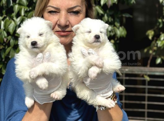 Muhteşem Samoyed Yavrularımız görsel