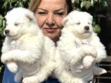 Muhteşem Samoyed Yavrularımız