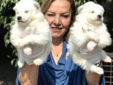 Muhteşem Samoyed Yavrularımız