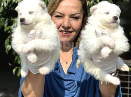Muhteşem Samoyed Yavrularımız görsel