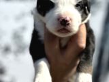 Efsane Border Collie Yavrularımız