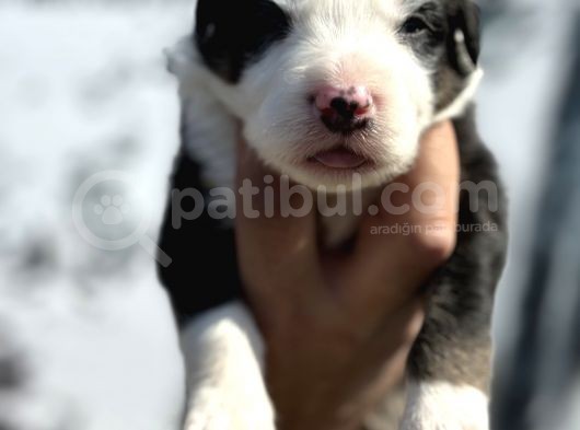 Efsane Border Collie Yavrularımız görsel