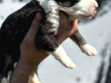 Efsane Border Collie Yavrularımız