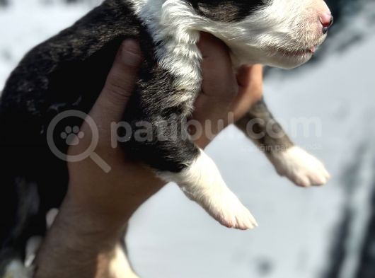 Efsane Border Collie Yavrularımız görsel