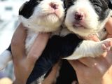 Efsane Border Collie Yavrularımız