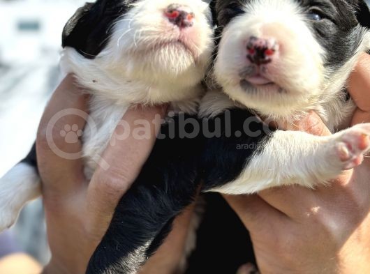 Efsane Border Collie Yavrularımız görsel