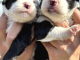 Efsane Border Collie Yavrularımız