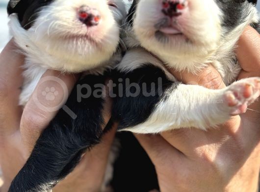 Efsane Border Collie Yavrularımız görsel