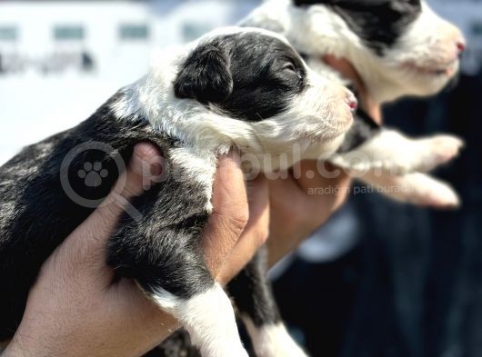 Efsane Border Collie Yavrularımız görsel