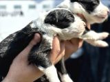 Efsane Border Collie Yavrularımız