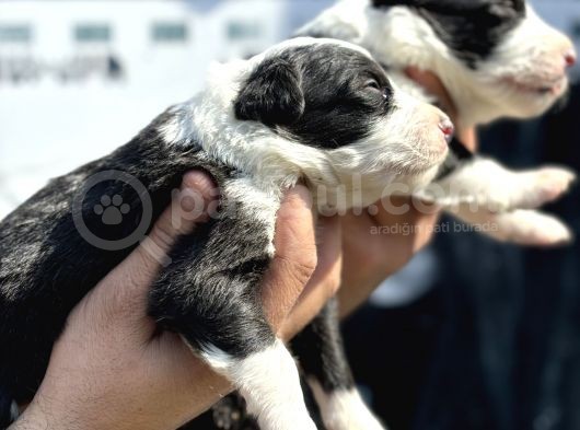 Efsane Border Collie Yavrularımız görsel