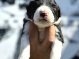 Efsane Border collie yavrularımız