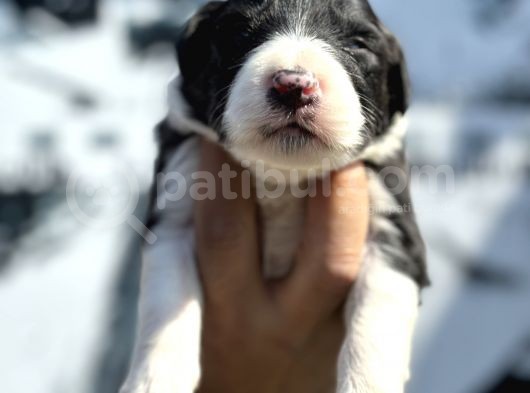 Efsane Border Collie Yavrularımız