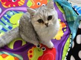 british shorthair Gri beyaz