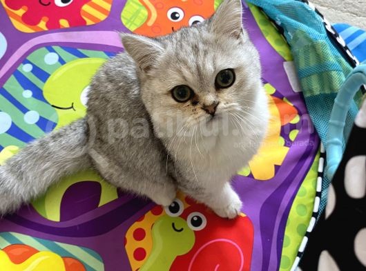 British Shorthair Gri Beyaz