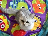 British Shorthair Gri Beyaz
