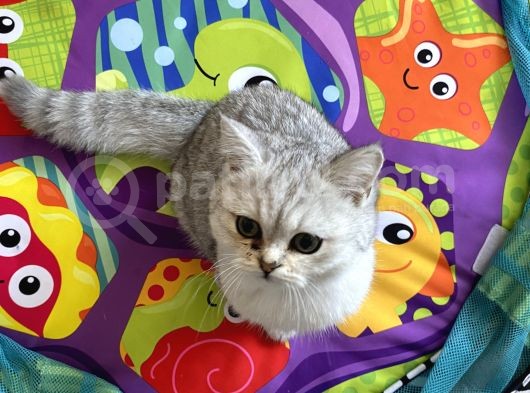British Shorthair Gri Beyaz görsel