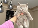 British Shorthair Lilac Rengi