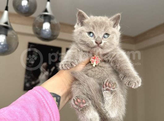 British Shorthair Lilac Rengi görsel