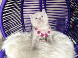 British Shorthair Lilac Rengi