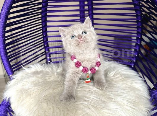 British Shorthair Lilac Rengi görsel