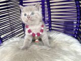 British Shorthair Lilac Rengi