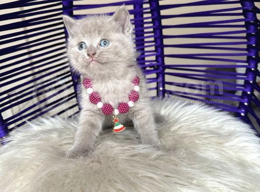 British Shorthair Lilac Rengi görsel