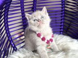 British Shorthair Lilac Rengi