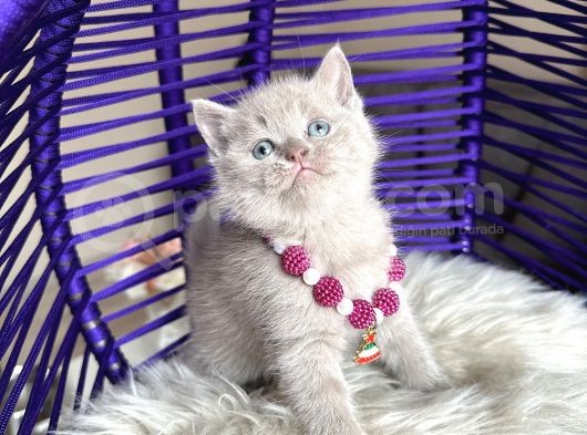 British Shorthair Lilac Rengi