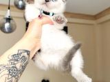 Scottish Fold Bluepoint