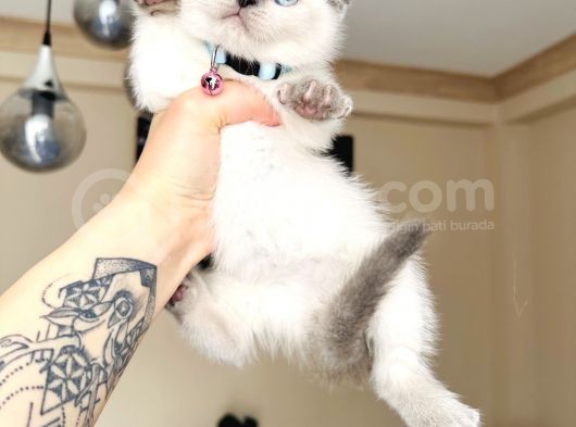 Scottish Fold Bluepoint görsel