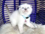 Scottish Fold Bluepoint