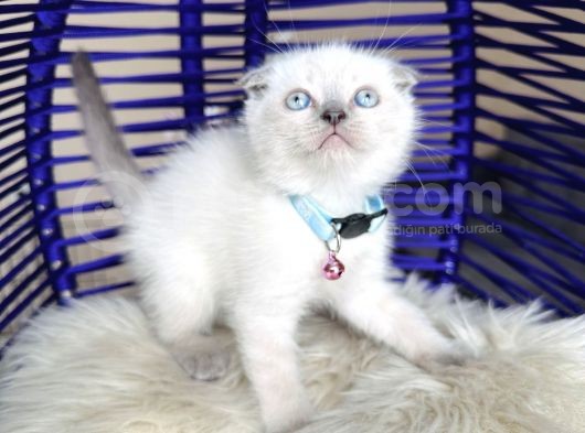 Scottish Fold Bluepoint görsel