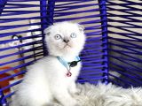 Scottish Fold Bluepoint