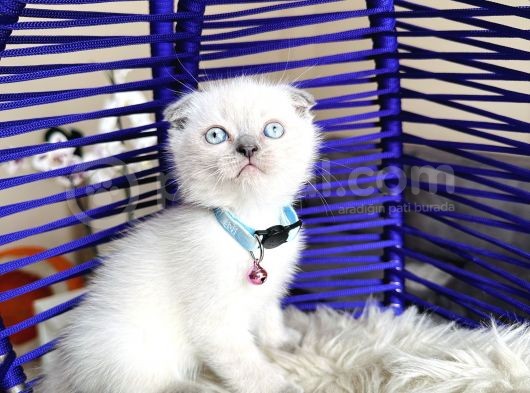 Scottish Fold Bluepoint görsel