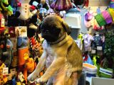 Irk Ve Sağlik Garanti̇li̇  Ev Doğumlu Pug Yavrularimiz