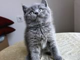 ÖZEL SAFKAN BRİTİSH KEDİLERİMİZ TESLİME HAZIRDIR