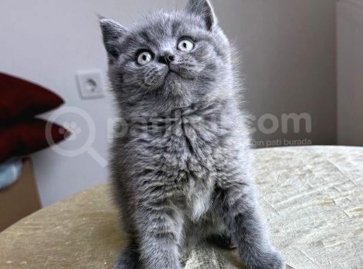 Özel Safkan Bri̇ti̇sh Kedi̇leri̇mi̇z Tesli̇me Hazirdir