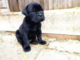 Asaletten Yıkılan Cane Corso Yasvrularım