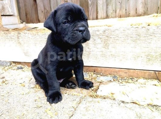 Asaletten Yıkılan Cane Corso Yasvrularım görsel