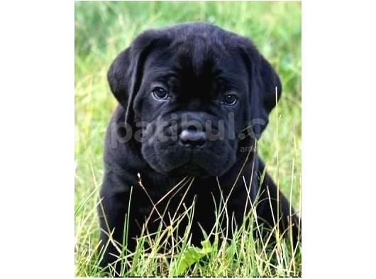 Care Corsa Black Safkan Yavrularım A Kali̇te görsel