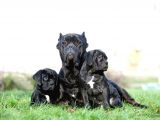Asaletten Yıkılan Cane Corso Yasvrularım
