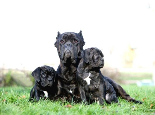 Asaletten Yıkılan Cane Corso Yasvrularım görsel