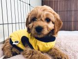 Maltipoo Safkan Yavru