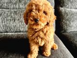 3 Aylık Toy Poodle 4 Kilo Mama Hediye