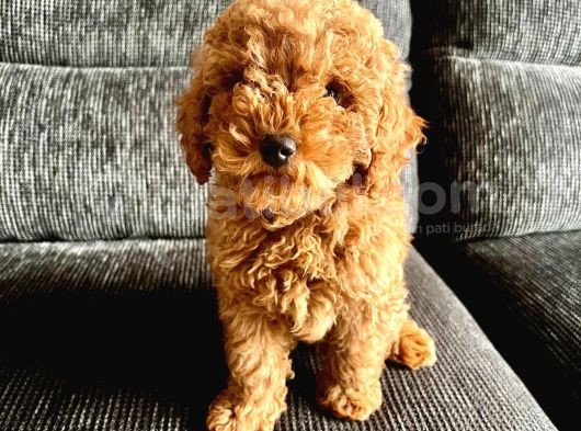 3 Aylık Toy Poodle 4 Kilo Mama Hediye görsel