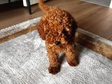 3 aylık Toy Poodle 4 kilo mama hediye