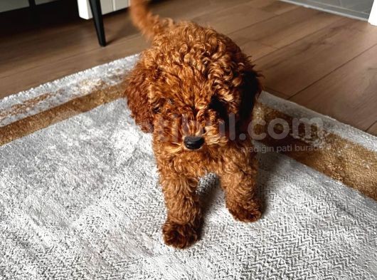 3 Aylık Toy Poodle 4 Kilo Mama Hediye
